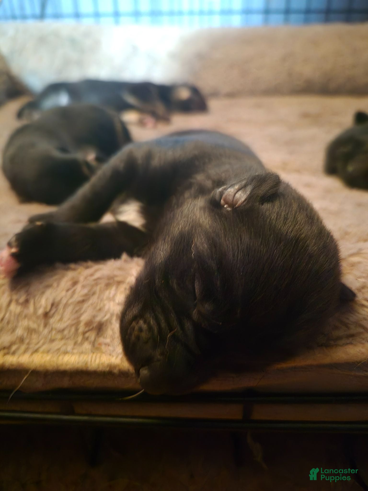 Mixed Breed dogs Mixed Breed 6 - Ad 34