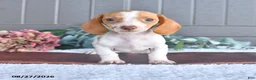 Miniature Dachshund dogs for sale: Comet - Ad 1