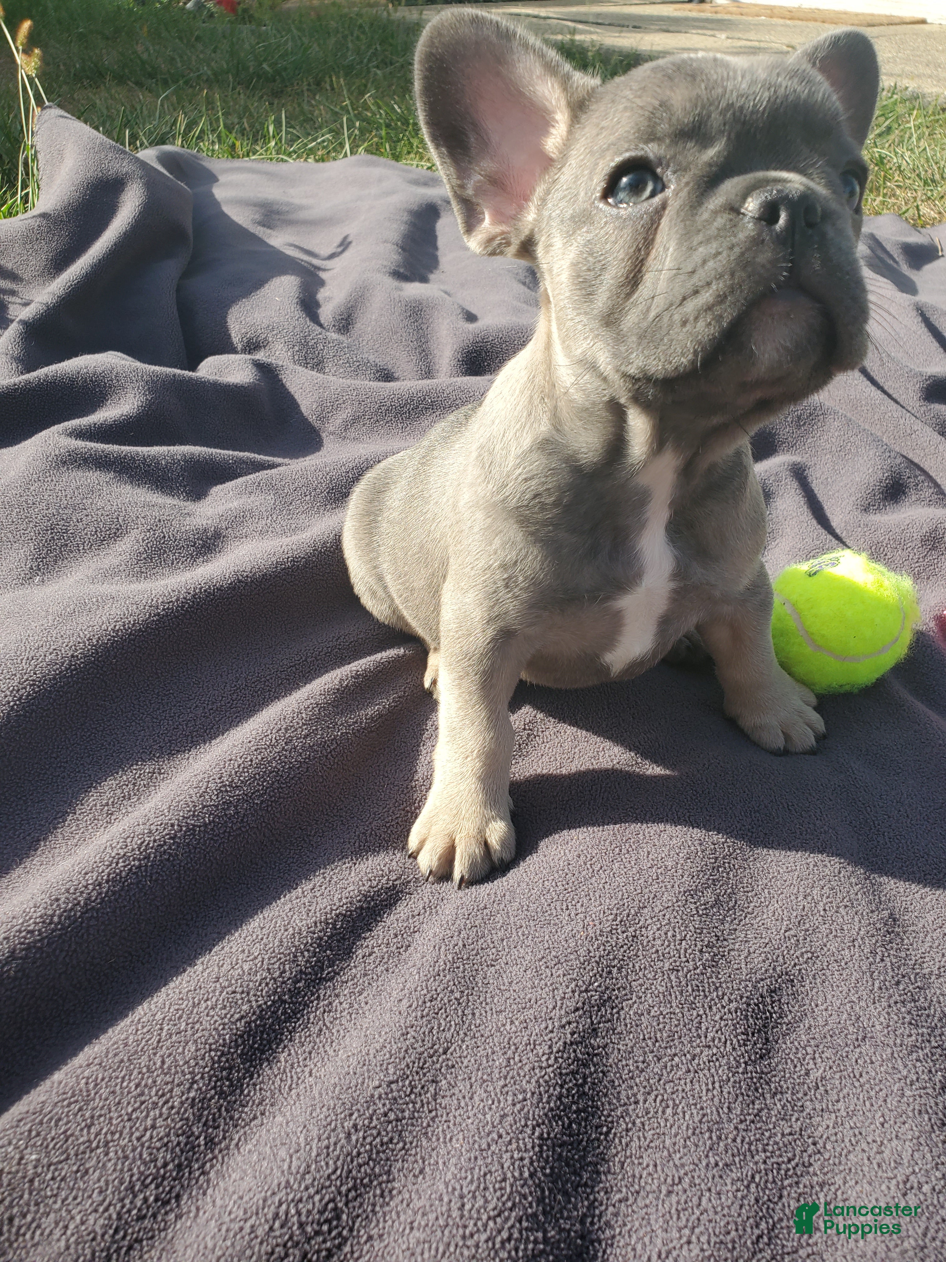 French Bulldog dogs Serenity - Ad 34