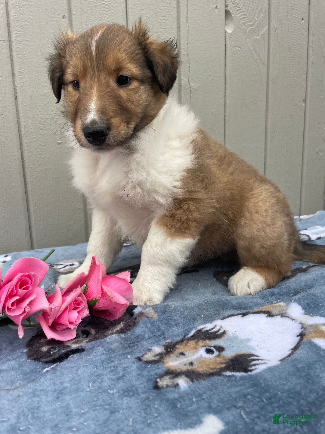 Collie dogs for sale: Connor - Ad 4