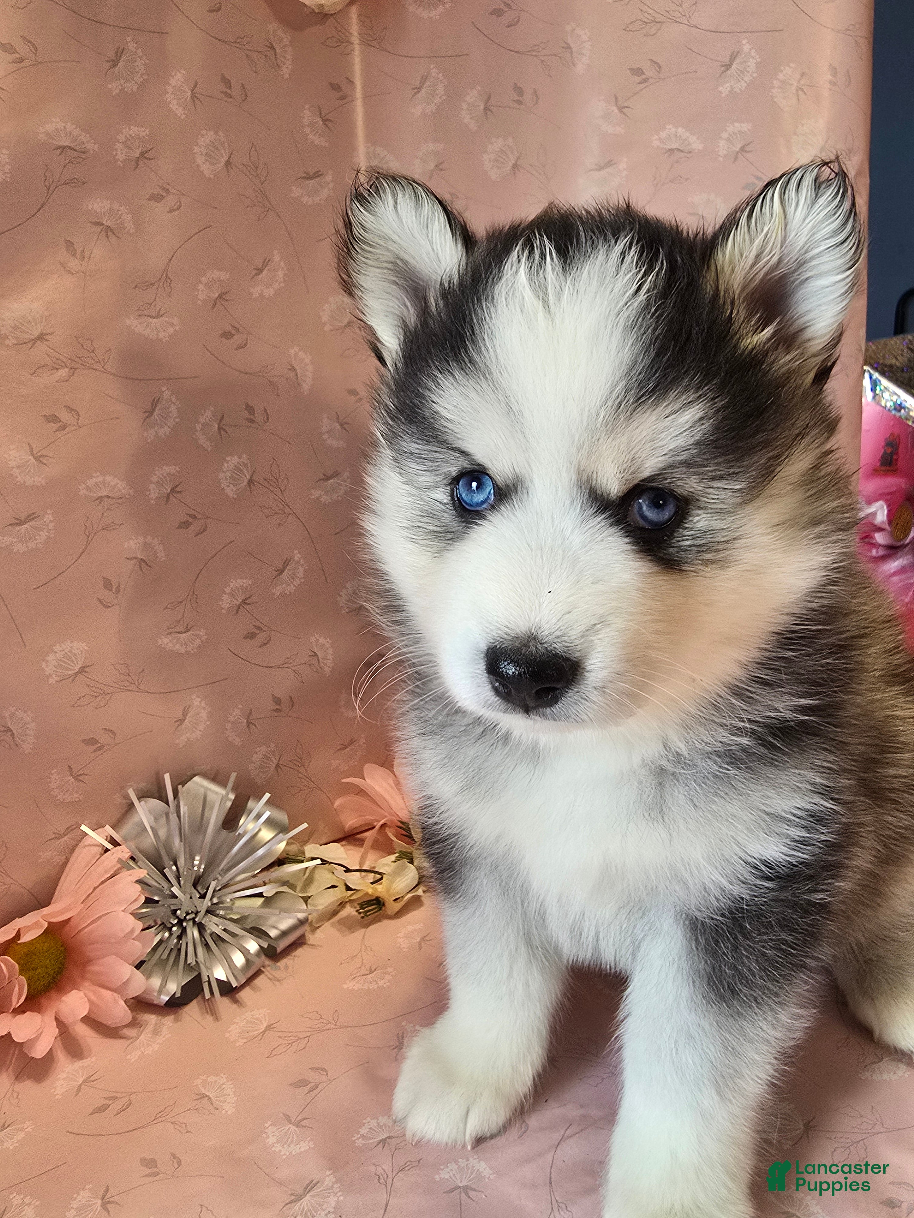 Pomsky dogs Luna - Ad 12