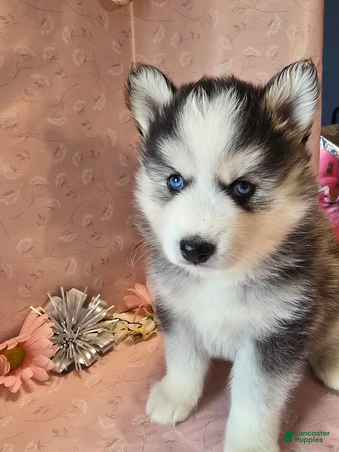 Pomsky dogs for sale: Luna - Ad 1