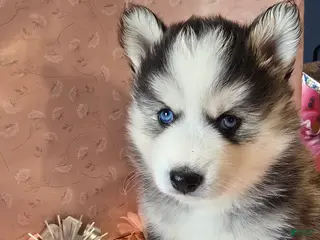 Pomsky dogs Luna - Ad 12