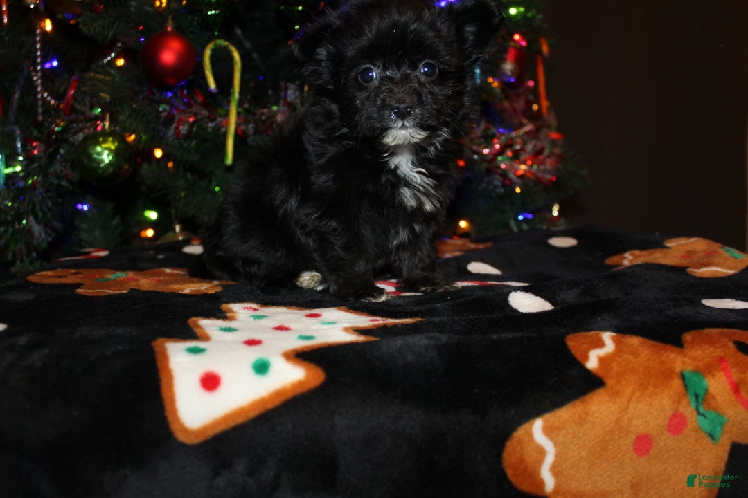 Pomapoo dogs for sale: Belle - Ad 1