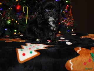 Pomapoo dogs Belle - Ad 31