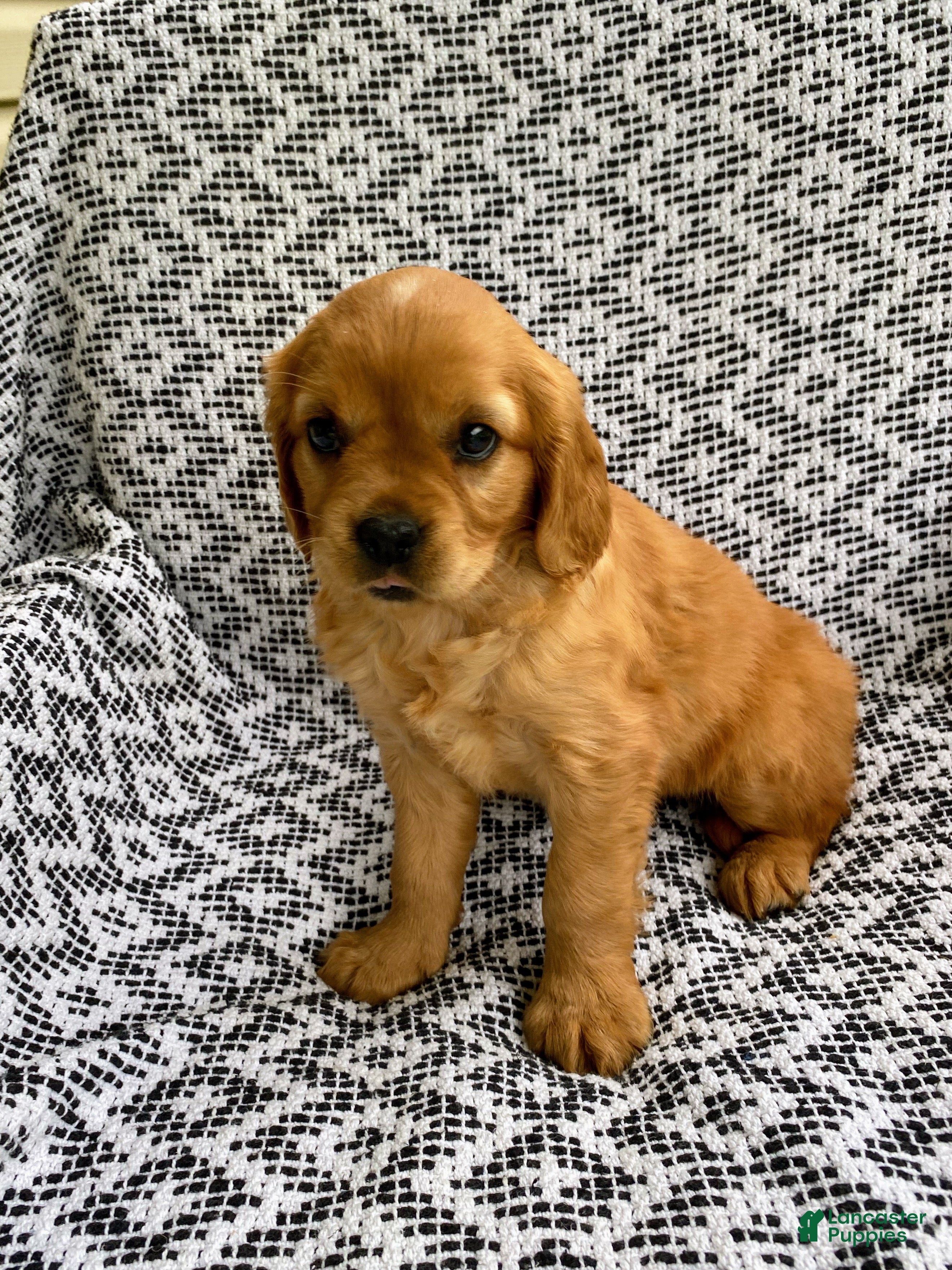 Miniature Golden Retriever dogs Millie - Ad 1