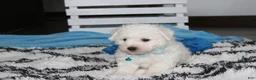 Bichon Frise dogs for sale: Karter  - Ad 3