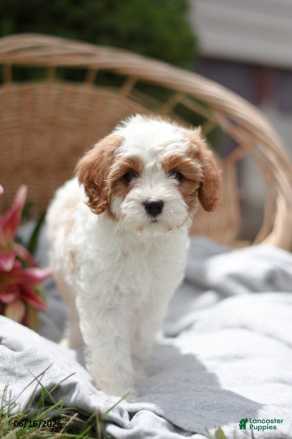 Cavapoo dogs Muffin - Ad 1