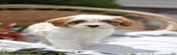 Cavapoo dogs for sale: Muffin - Ad 3