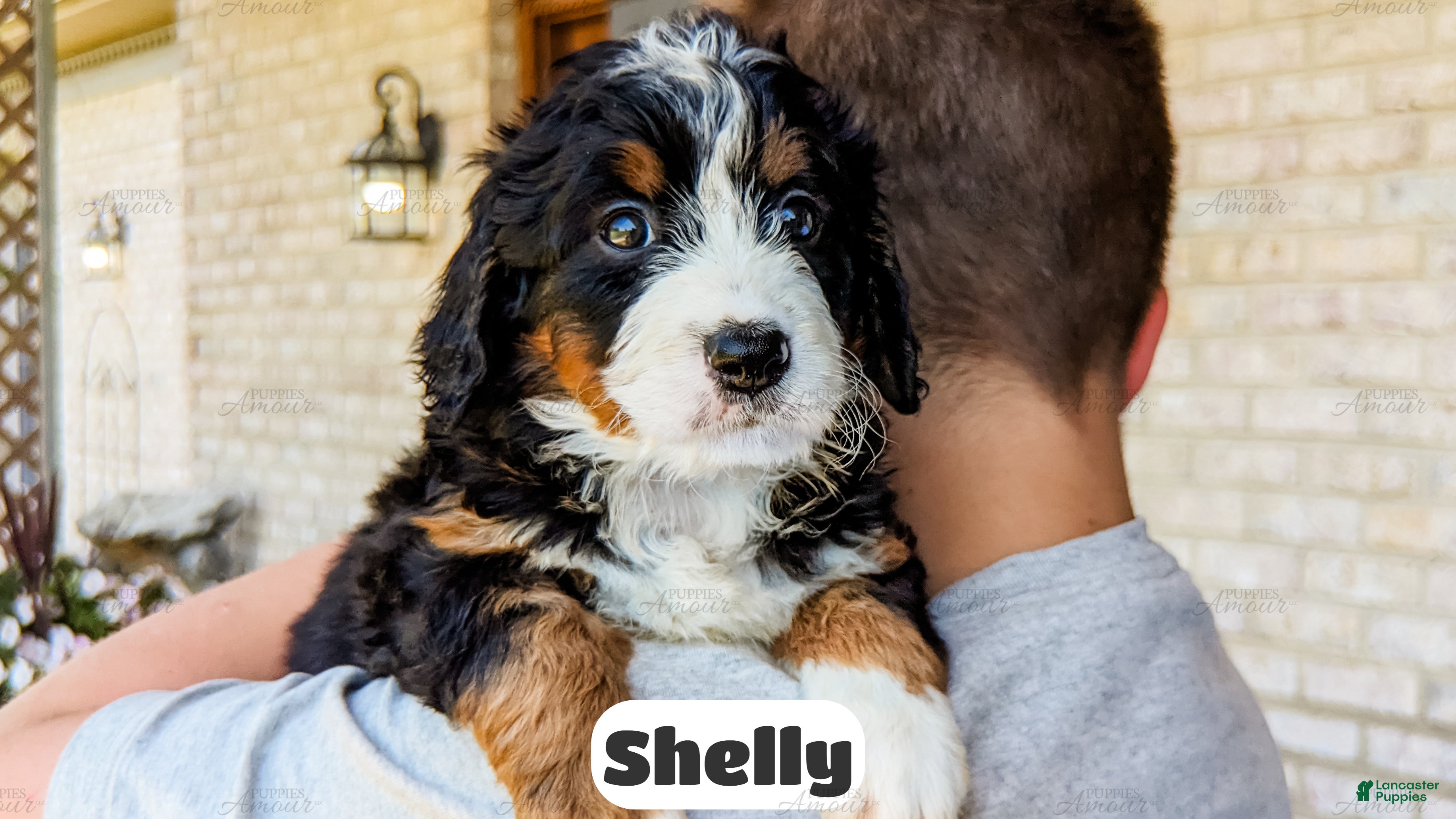 Bernedoodle dogs Shelly - Ad 2