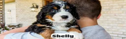 Bernedoodle dogs for sale: Shelly - Ad 9