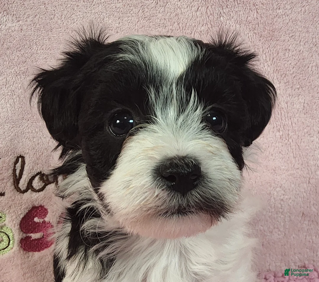 Yorkiepoo dogs for sale: Celestia Joy - Ad 1