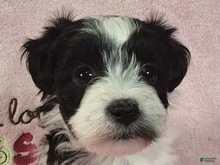 Yorkiepoo dogs Celestia Joy - Ad 36