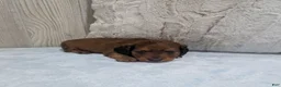 Miniature Dachshund dogs for sale: Bear - Ad 4