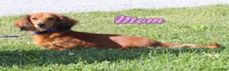 Miniature Dachshund dogs for sale: Zeek - Ad 7