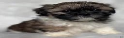 Shih Tzu dogs for sale: Lucy - Ad 4