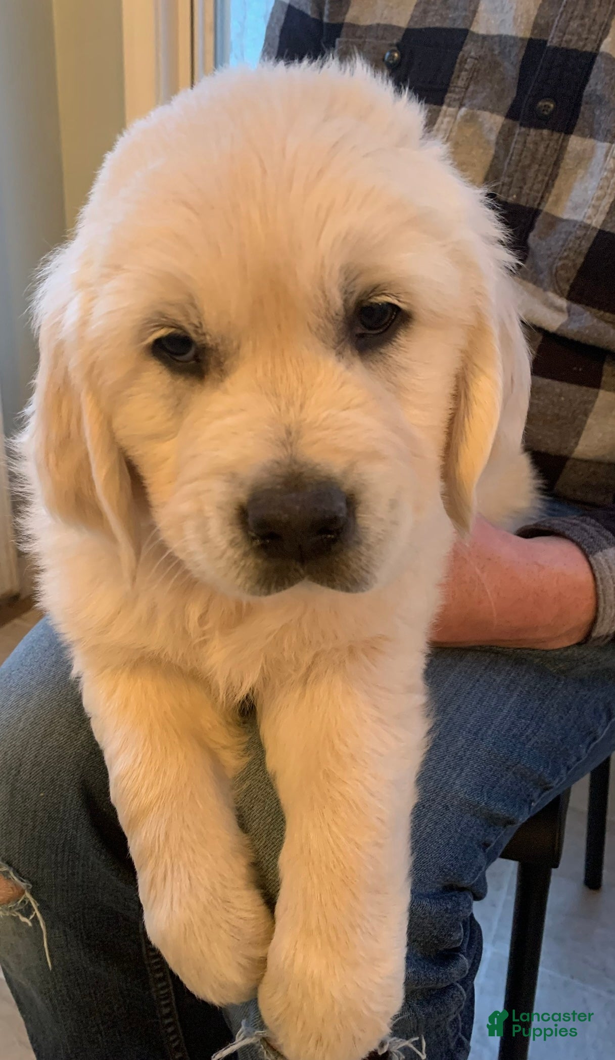 Golden Retriever dogs Duke - Ad 1