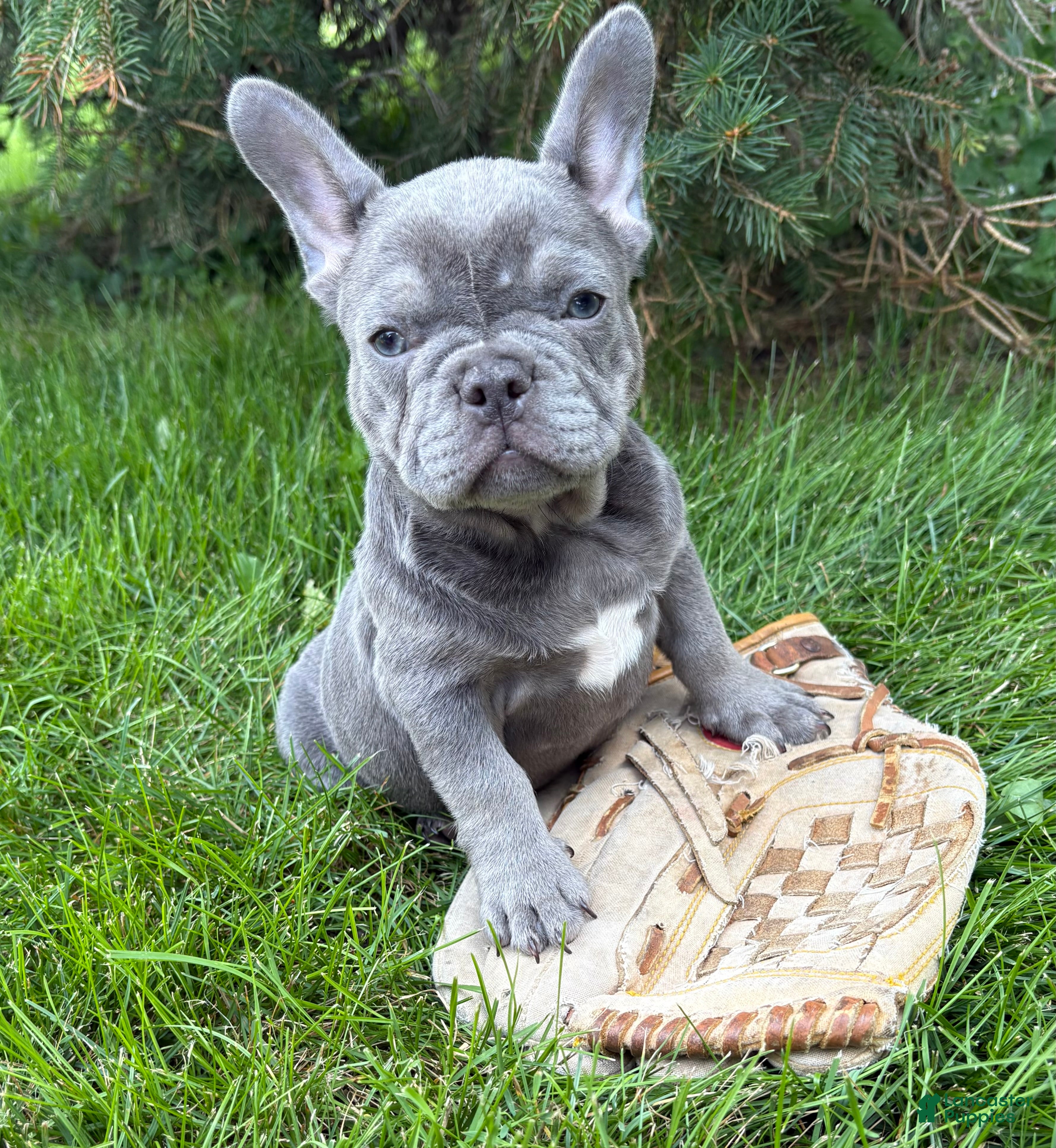 French Bulldog dogs Cici - Ad 1