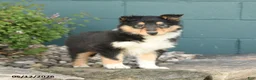 Collie dogs for sale: Macy - Ad 3