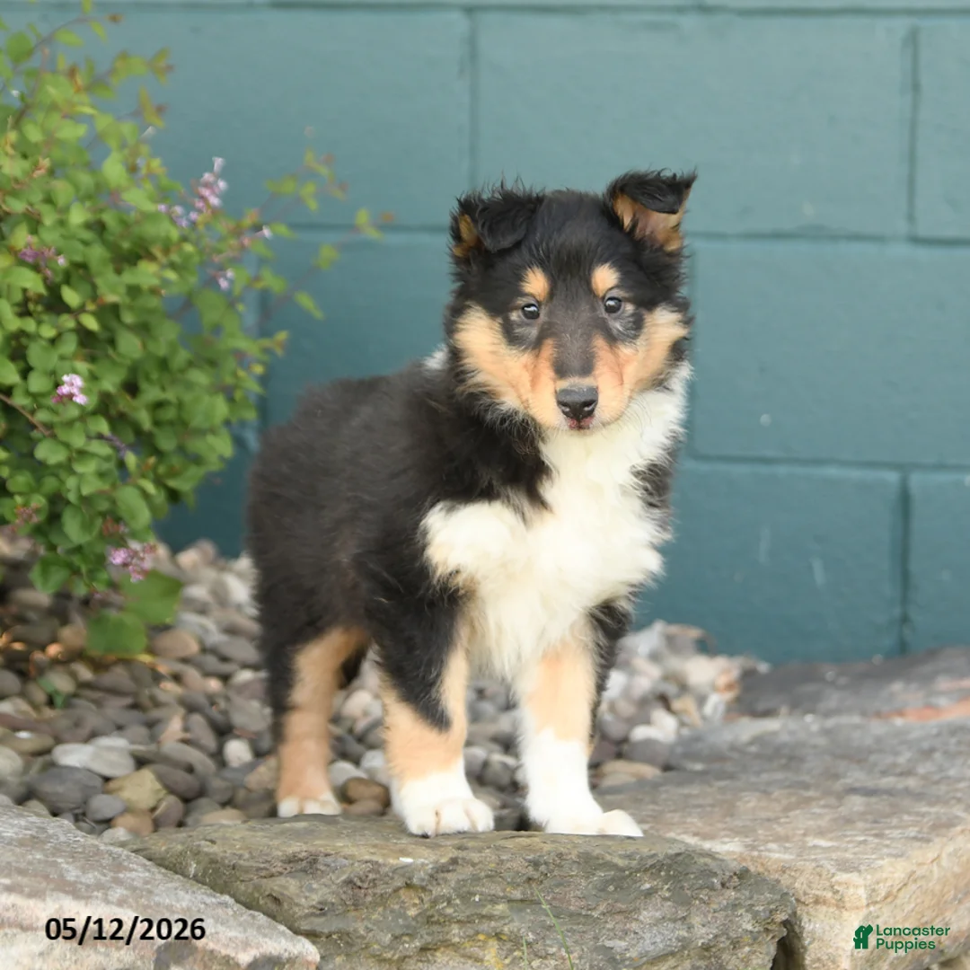 Collie dogs for sale: Macy - Ad 3