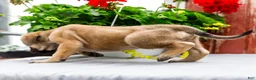 English Mastiff dogs for sale: Morris - Ad 6