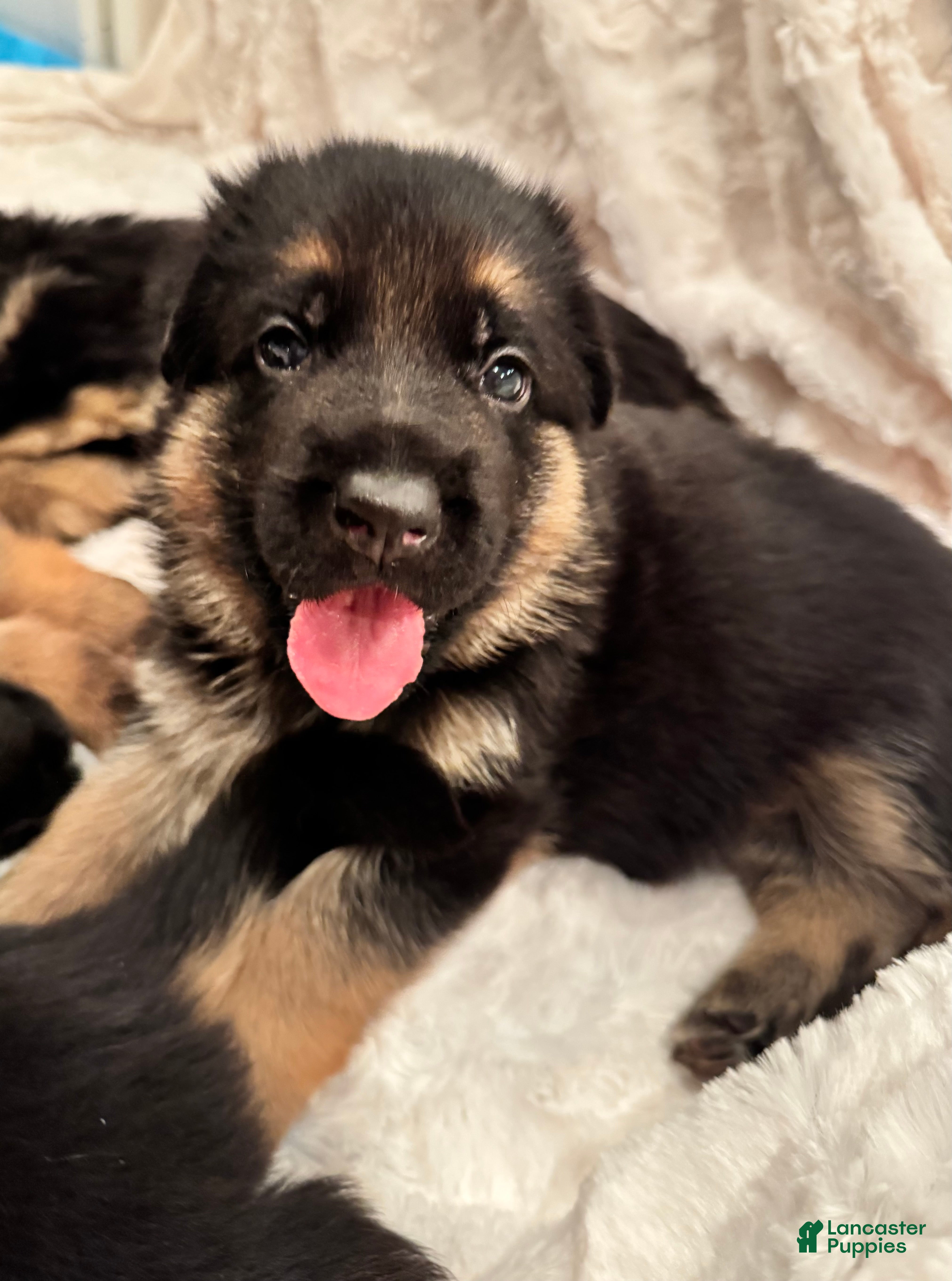 German Shepherd dogs German Shepherd Puppy 2 - Ad 8