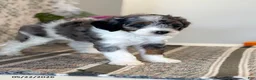 Mini Sheepadoodle dogs for sale: Kobi - Ad 3