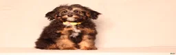 Mixed Breed dogs for sale: Ranger - Ad 3