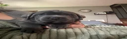 Cane Corso dogs for sale: Blue - Ad 2