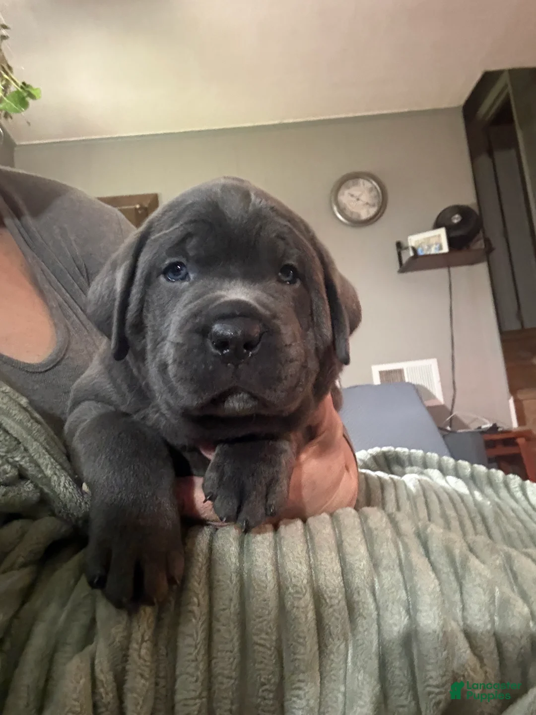 Cane Corso dogs for sale: Blue - Ad 2