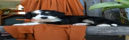Bernedoodle dogs for sale: Queeny - Ad 3