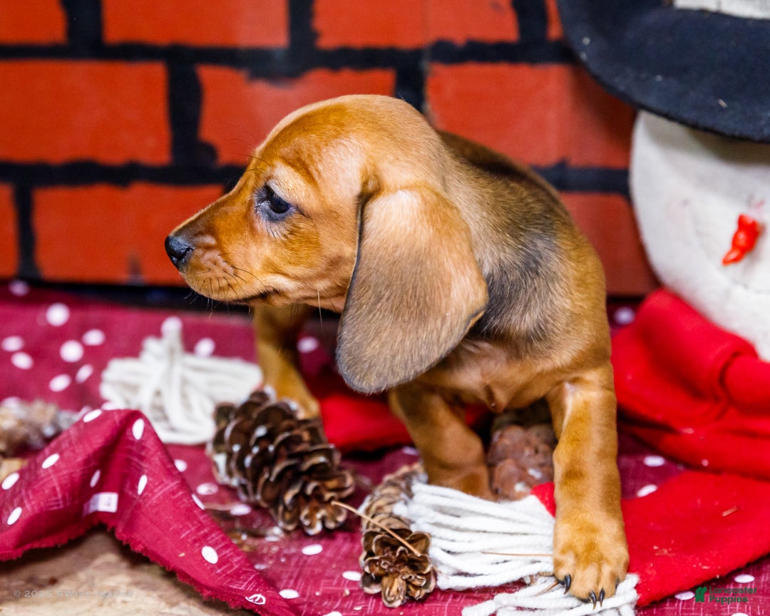 Miniature Dachshund dogs for sale: Willow - Ad 10