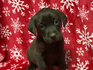 Labrador Retriever dogs GRIZZLY - Ad 42