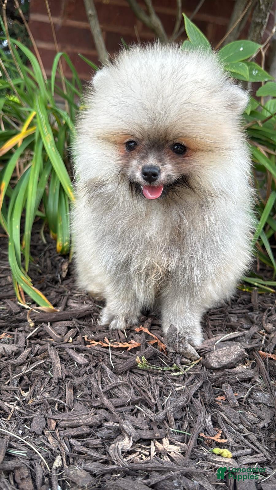 Pomeranian dogs Luna - Ad 2