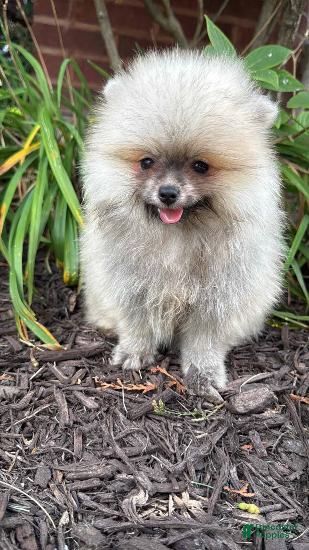 Pomeranian dogs for sale: Luna - Ad 2