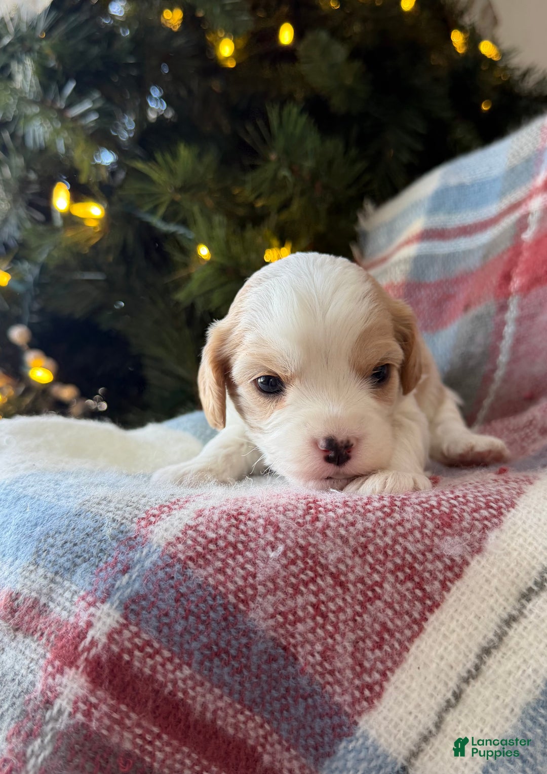 Cavapoo dogs for sale: Winter - Ad 3