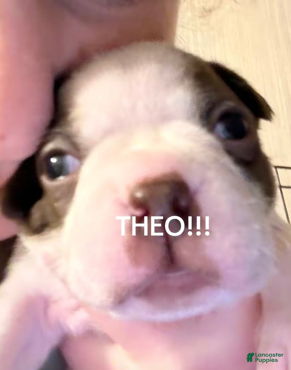 Boston Terrier dogs Theodore  - Ad 30