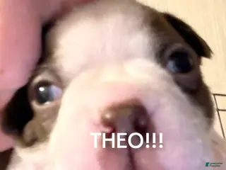 Boston Terrier dogs Theodore - Ad 30