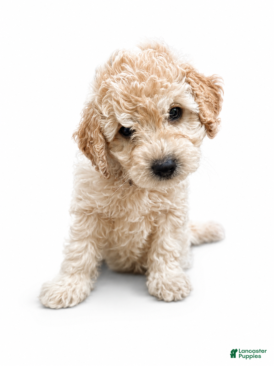 Mini Goldendoodle dogs Luke Combs - Ad 1