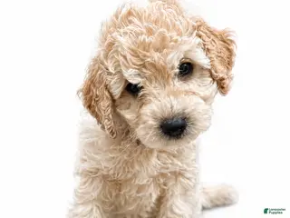 Mini Goldendoodle dogs for sale: Luke Combs - Ad 4
