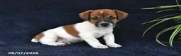 Jack Russell Terrier dogs for sale: York - Ad 3