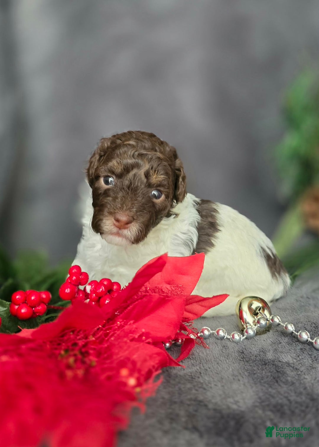 Havapoo dogs for sale: Kaya  - Ad 9