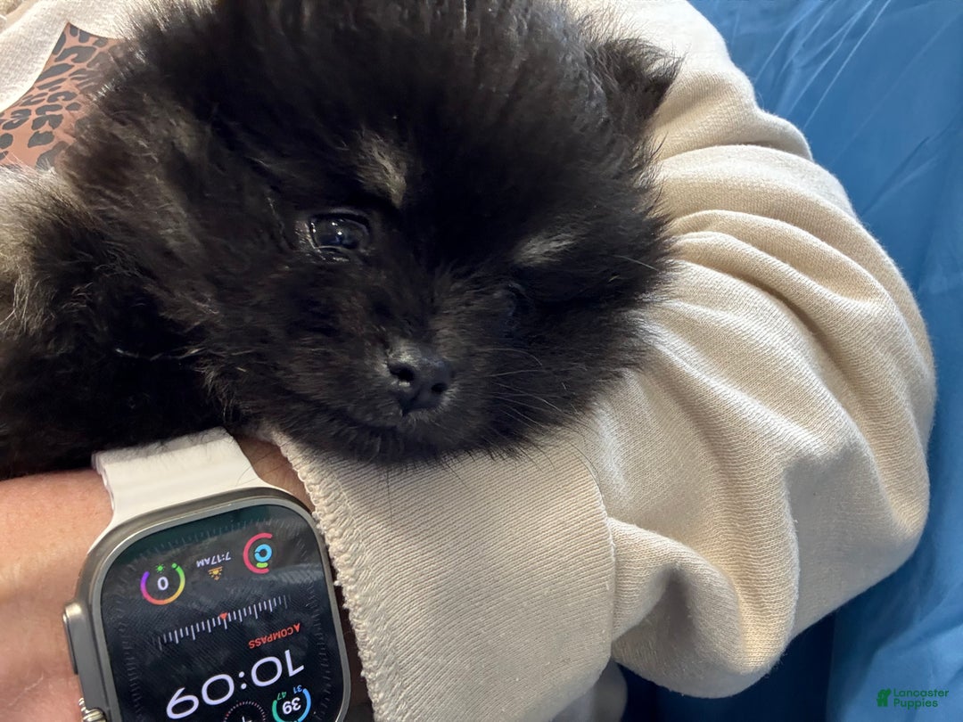 Pomeranian dogs for sale: CHACHI Pomeranian  - Ad 5