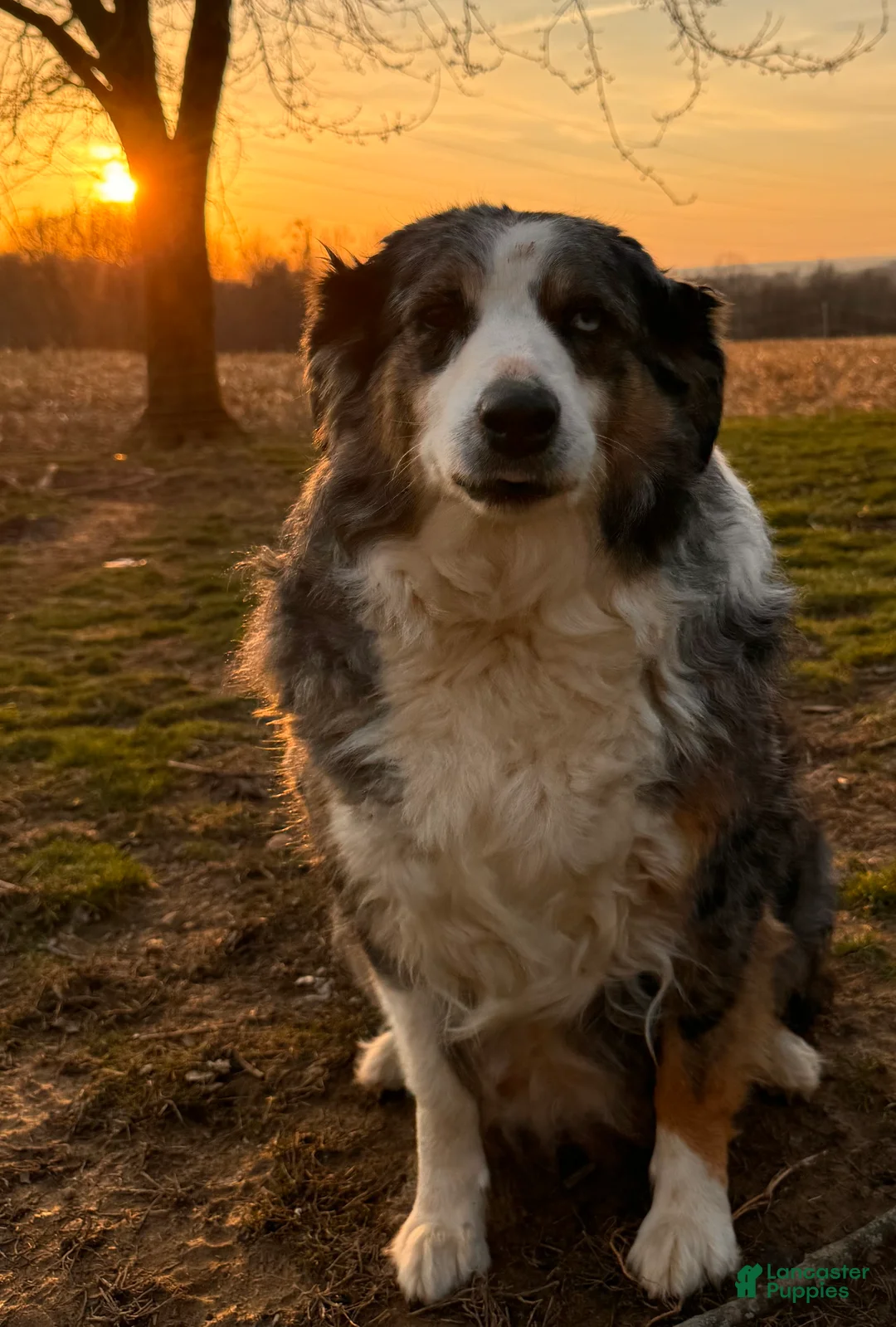 Aussiedoodle dogs for sale: Fannie - Ad 6