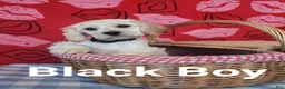 Cockapoo dogs for sale: Black Boy  - Ad 22
