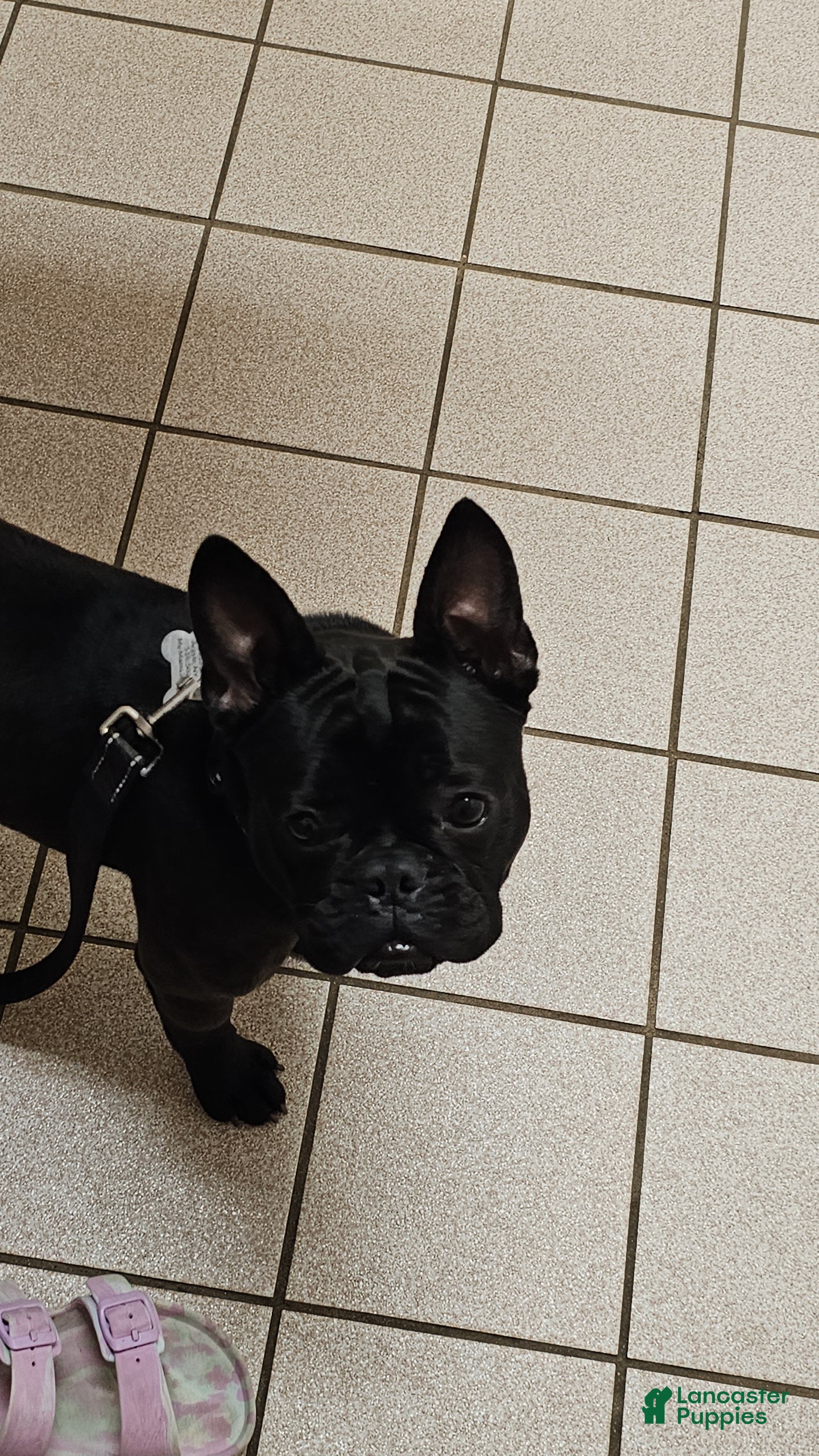 French Bulldog dogs French Bulldog Puppy 2 - Ad 9