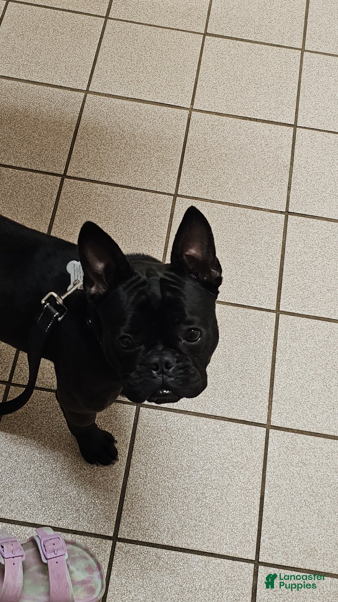 French Bulldog dogs for sale: French Bulldog Puppy 2 - Ad 1