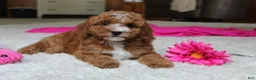 Cavapoochon dogs for sale: Millie - Ad 6
