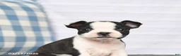 Boston Terrier dogs for sale: Ruby - Ad 4