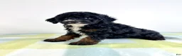 Bernedoodle dogs for sale: Jessie - Ad 3